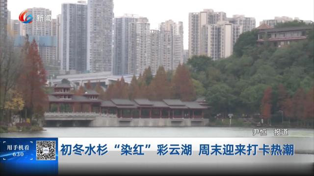 初冬水杉“染红”彩云湖 周末迎来打卡热潮
