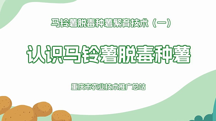 【农技短视频】认识马铃薯脱毒种薯