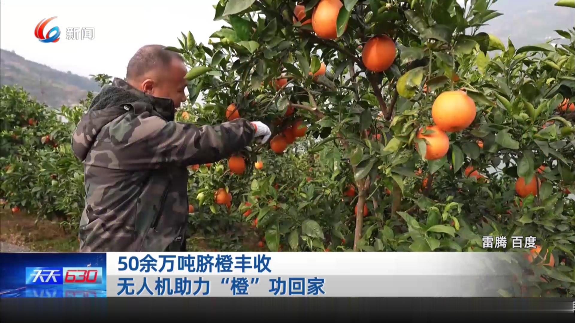 50余万吨脐橙丰收 无人机助力“橙”功回家