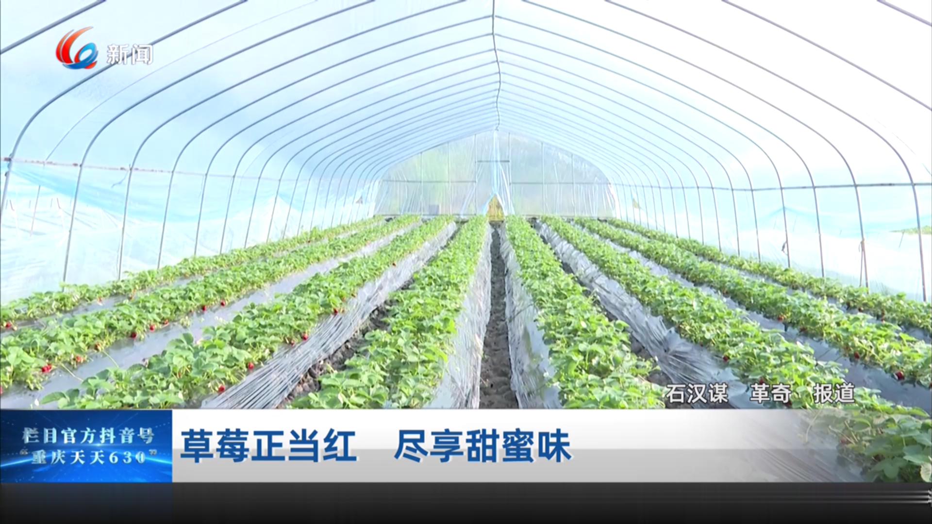 草莓正当红 尽享甜蜜味