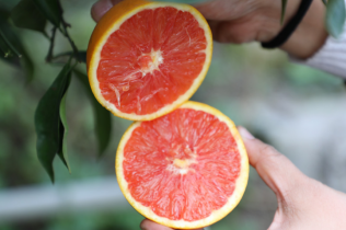 欢乐+旅游 | 藏于绿野的冬日甜蜜 铜罐驿柑橘采摘季邀你共赴一场金色之约