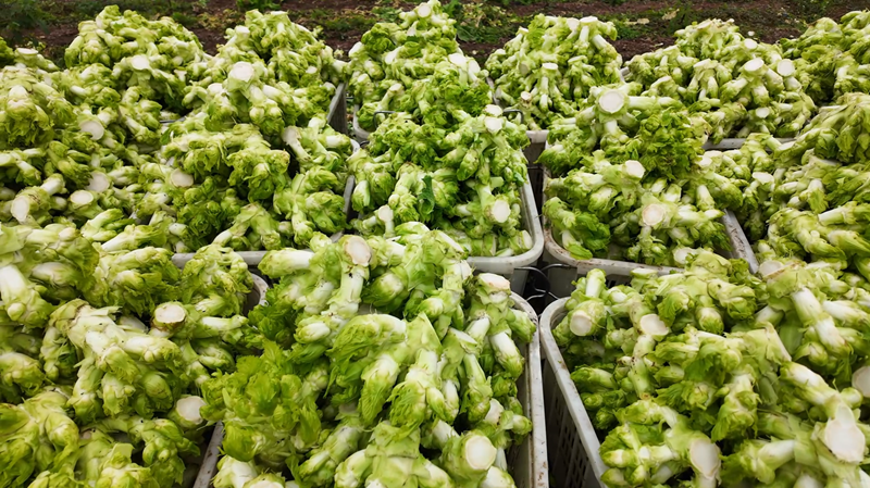 大足：500亩儿菜喜获丰收 筑牢冬春蔬菜供应“菜篮子”