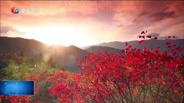 巴渝大地层林尽染 科技点亮彩叶经济