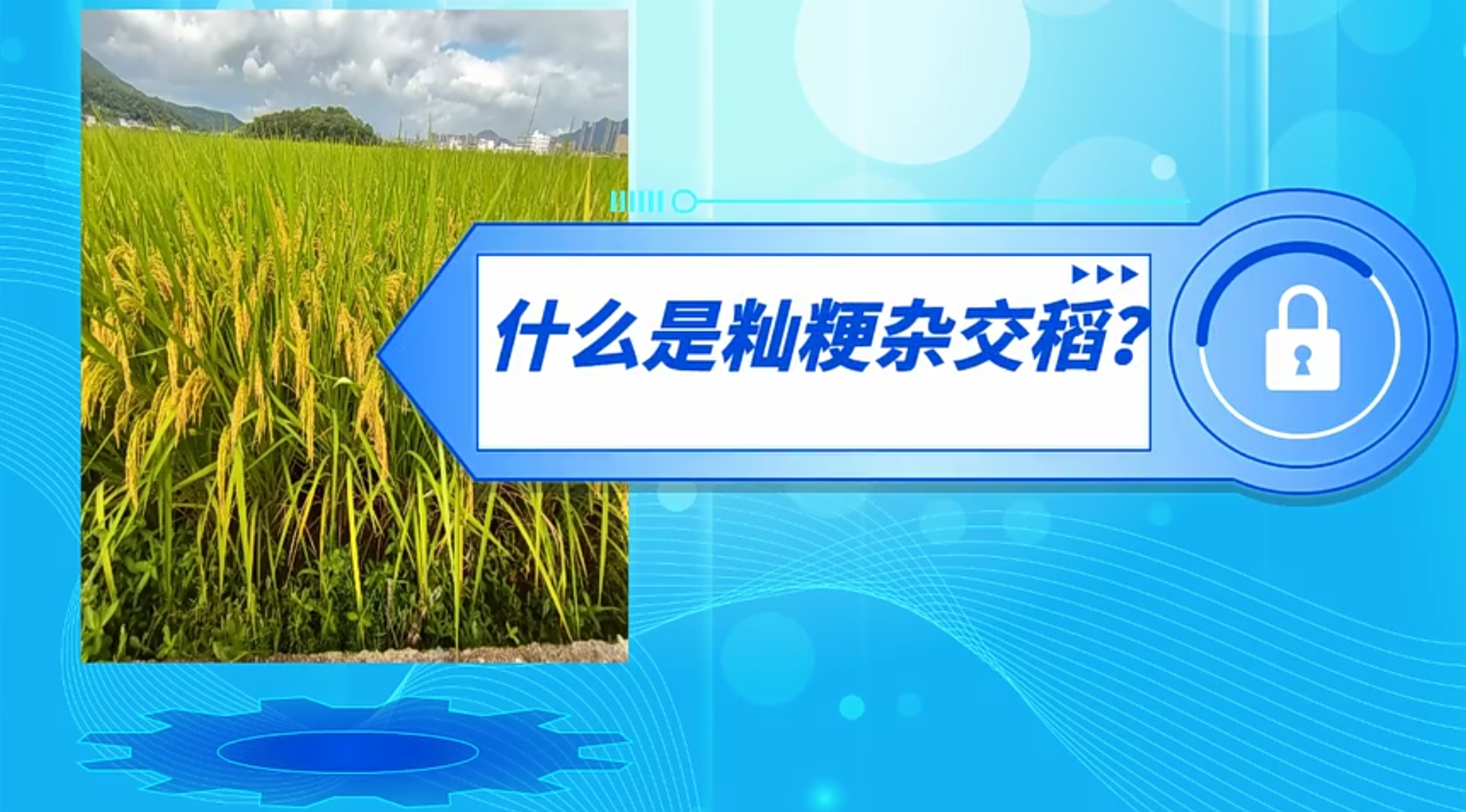  【农技短视频】什么是籼粳杂交稻？