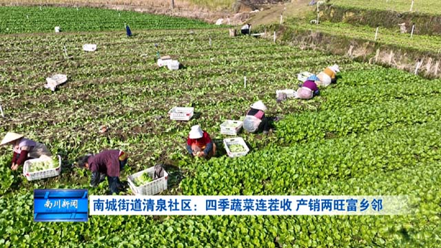 南城街道清泉社区：四季蔬菜连茬收 产销两旺富乡邻