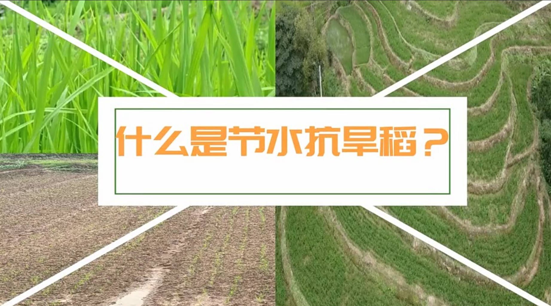 【农技短视频】什么是节水抗旱稻