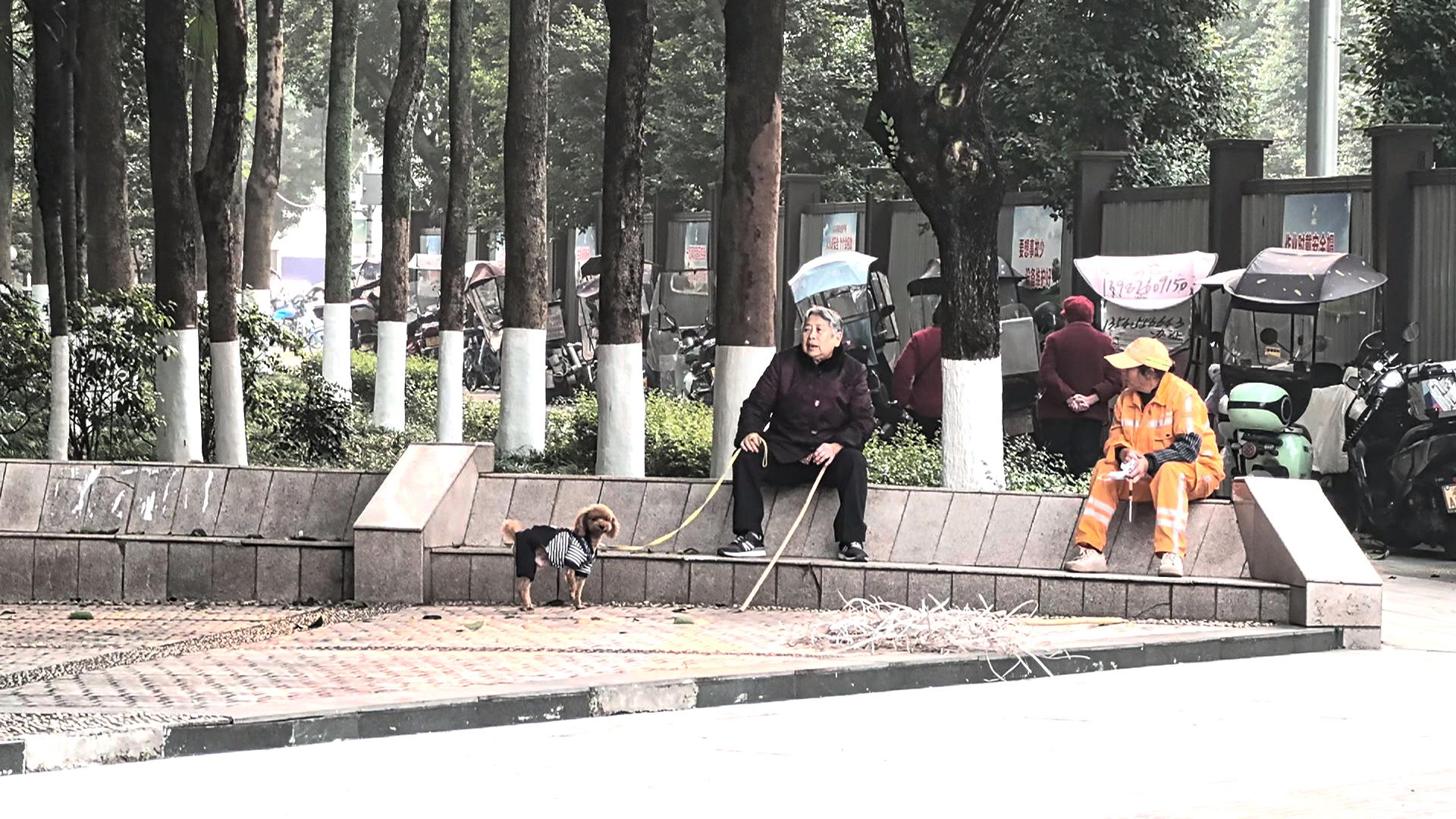 文明养犬新规将至 需为爱犬系好“安全绳”