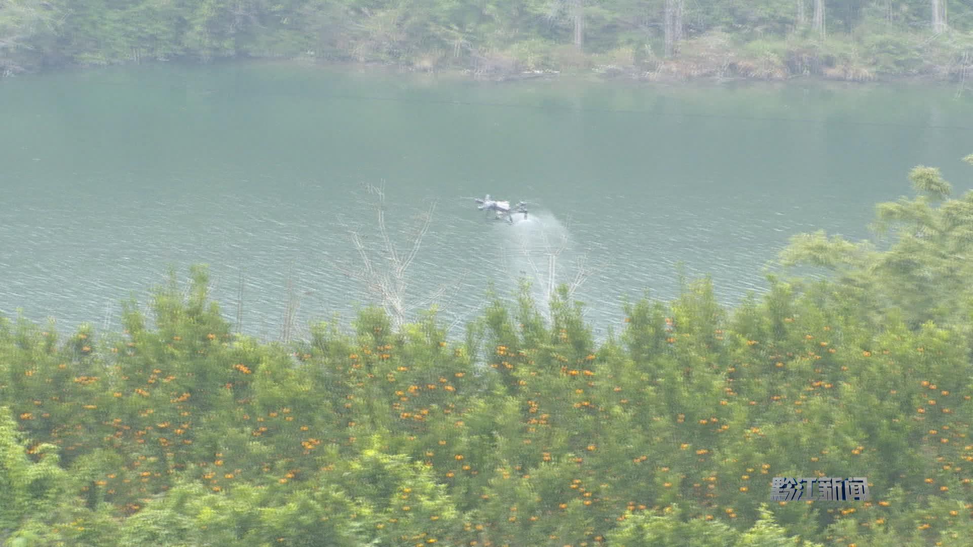 开展柑橘黄龙病防控     护航产业高质量发展