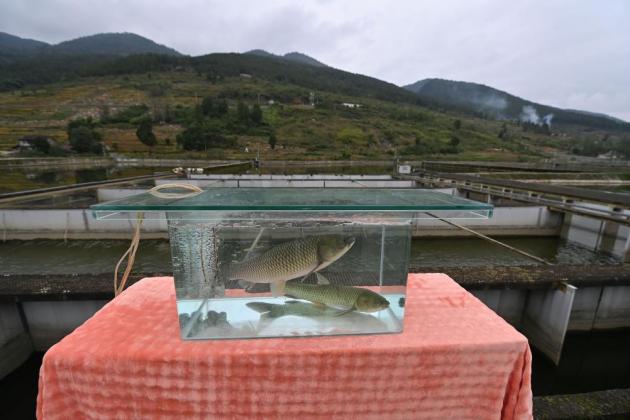 鱼儿也瘦身？一条富锶鱼如何“游出”大产值