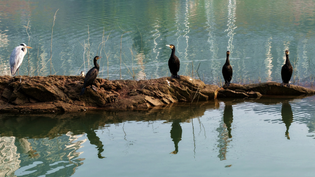重庆忠县：溪河潺湲 水鸟翔集