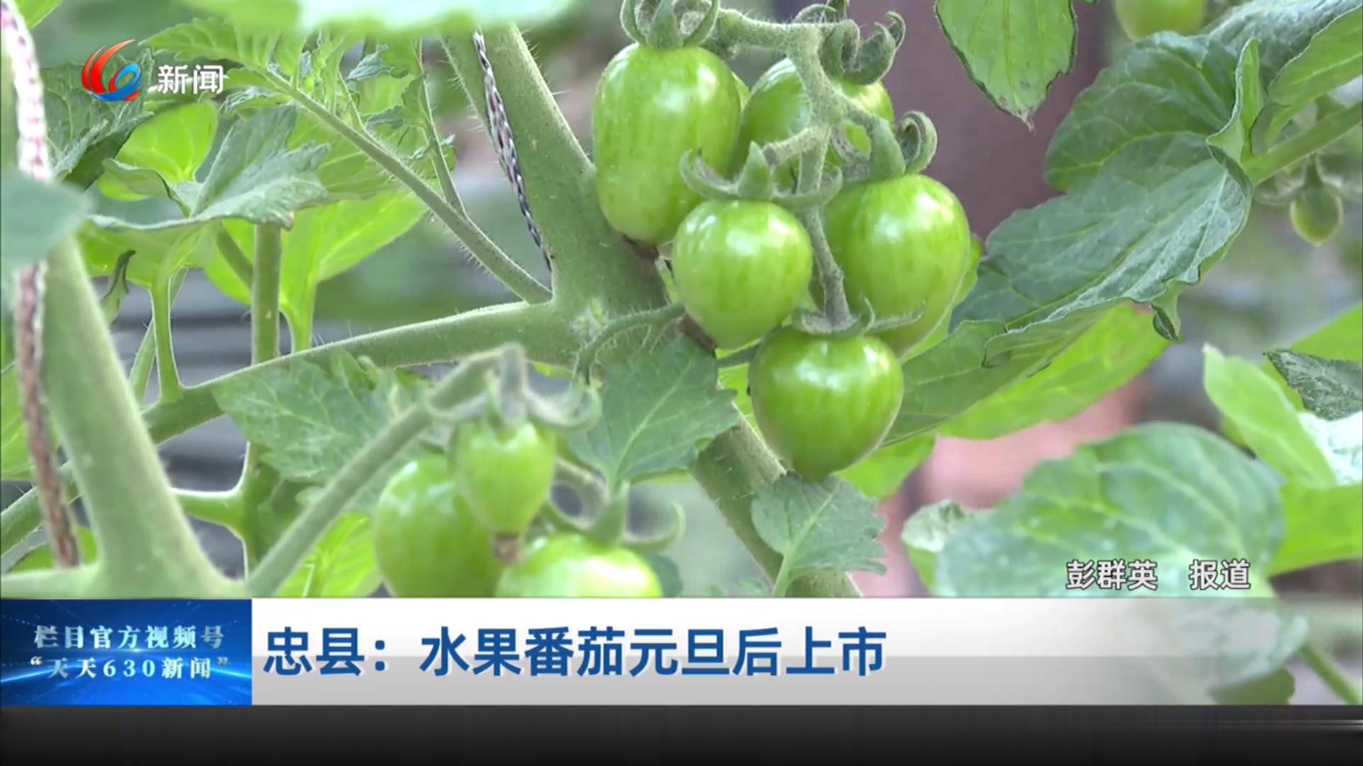 忠县：水果番茄元旦后上市