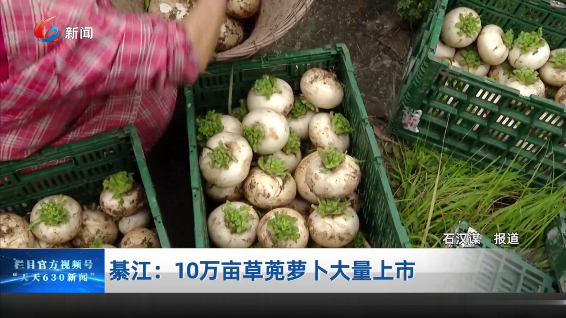 綦江：10万亩草蔸萝卜大量上市