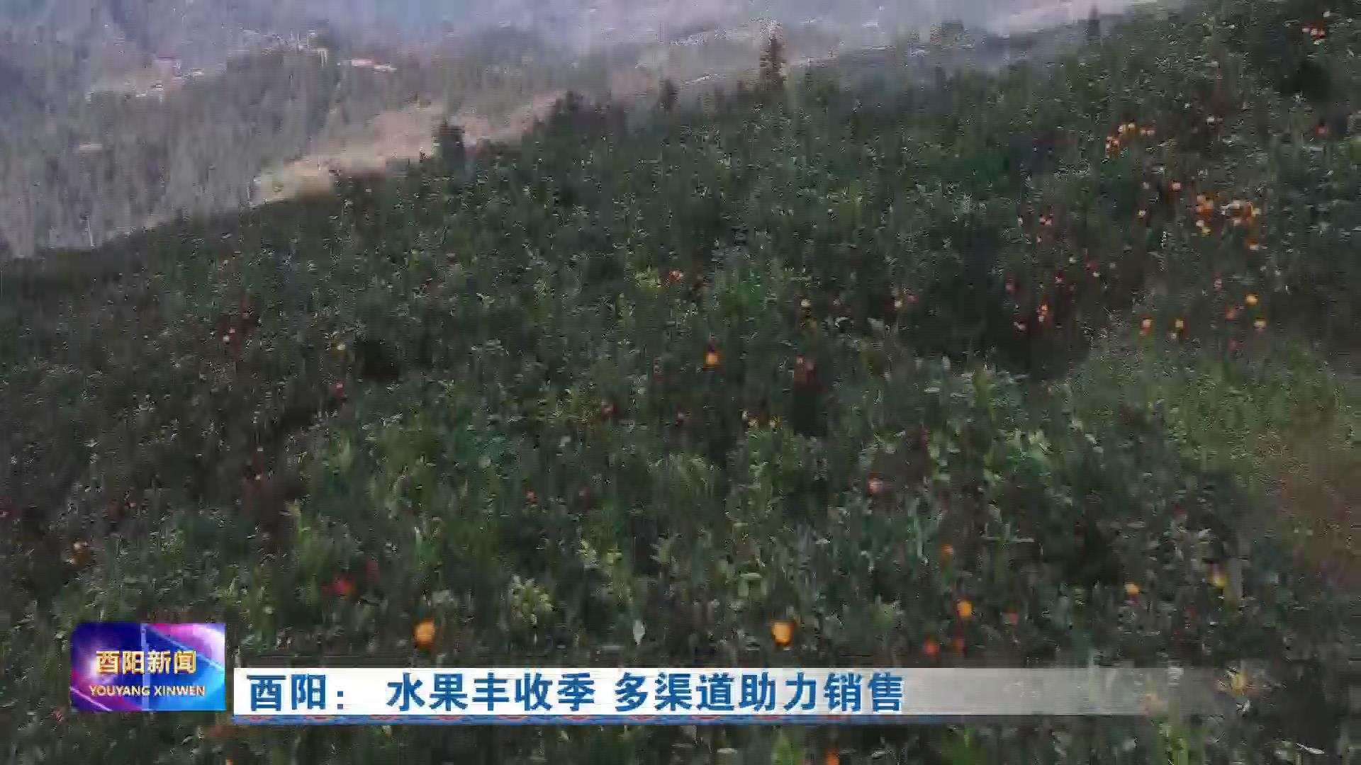 酉阳： 水果丰收季 多渠道助力销售