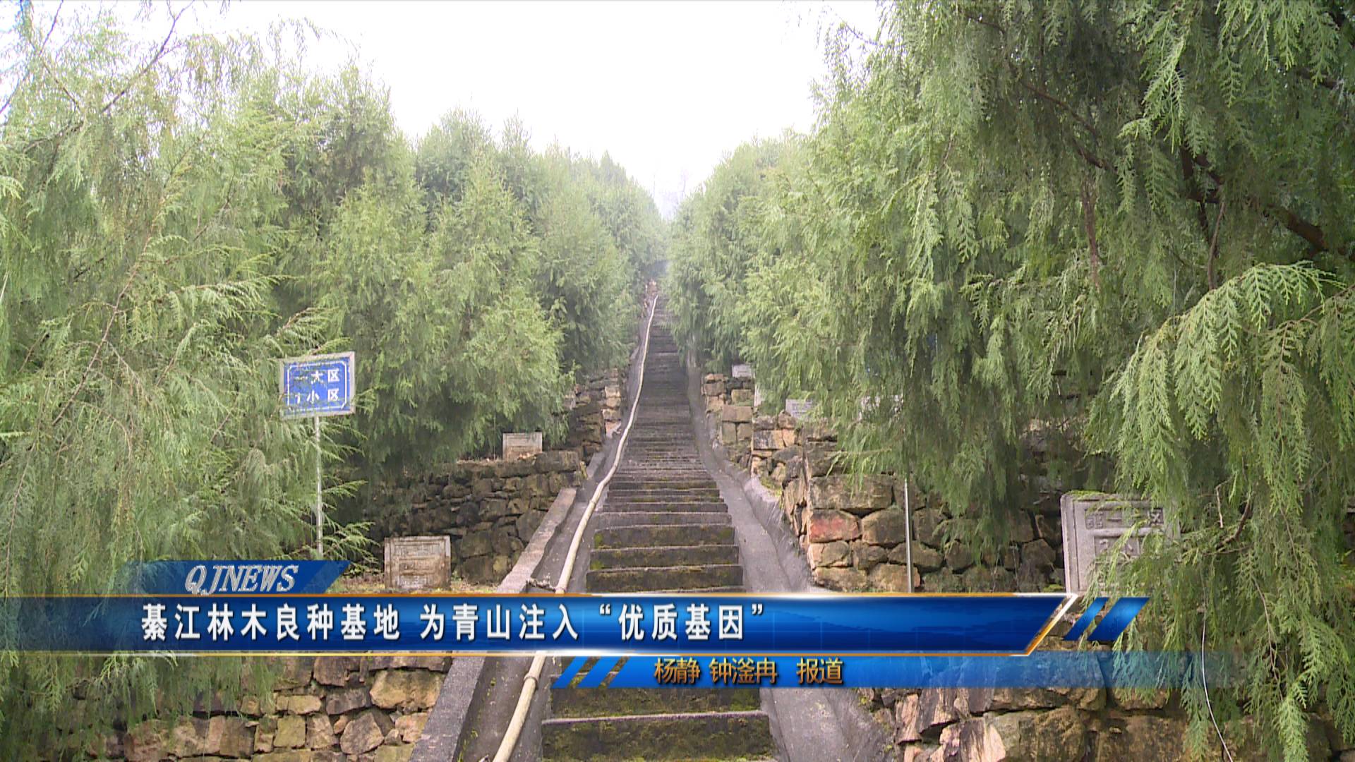 綦江林木良种基地 为青山注入“优质基因”