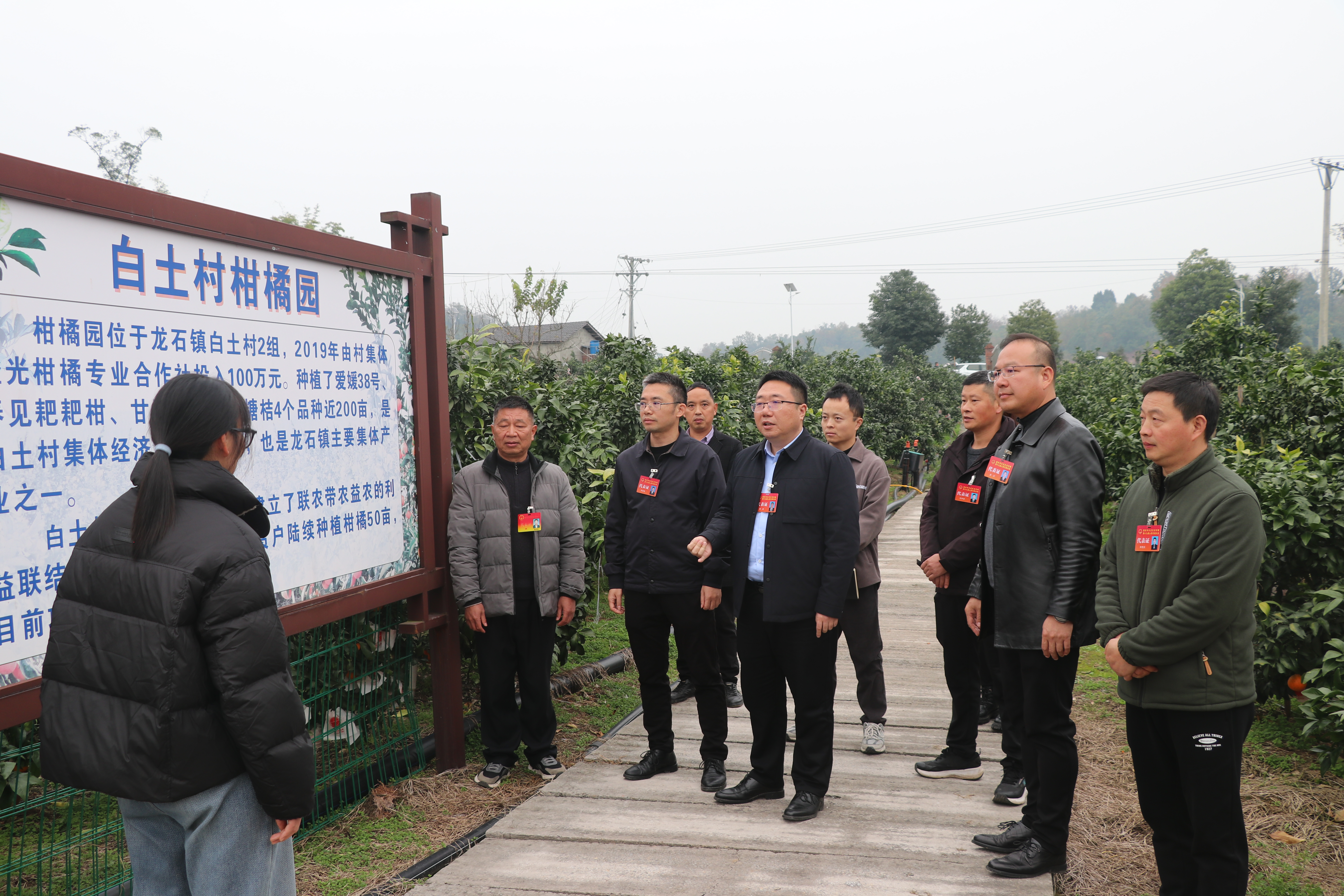 龙石镇人大：代表深入柑橘产业基地视察 助力特色产业高质量发展