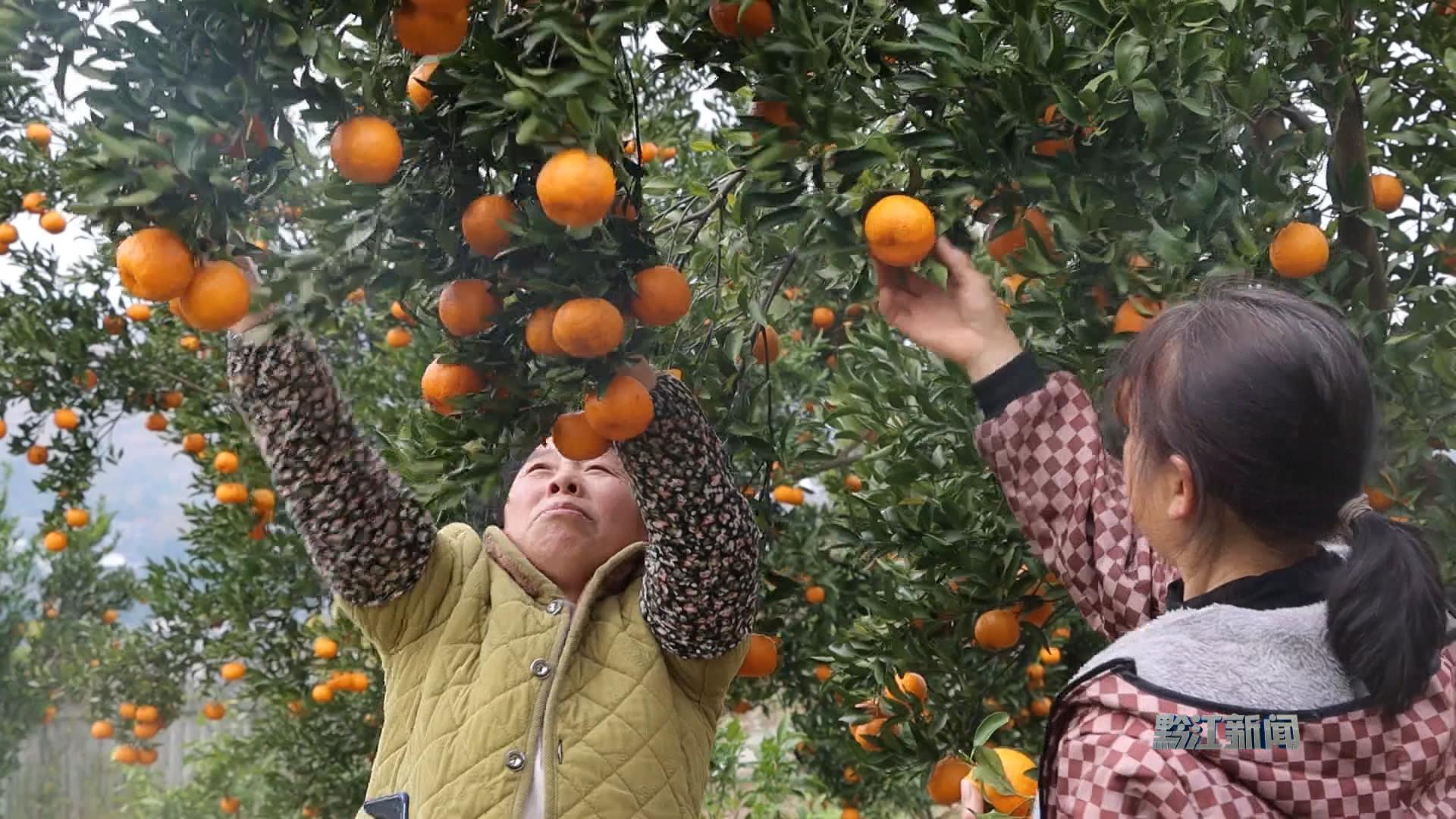 【宁愿苦干不愿苦熬 创新致富在行动】  柑橘飘香季  果农采收忙