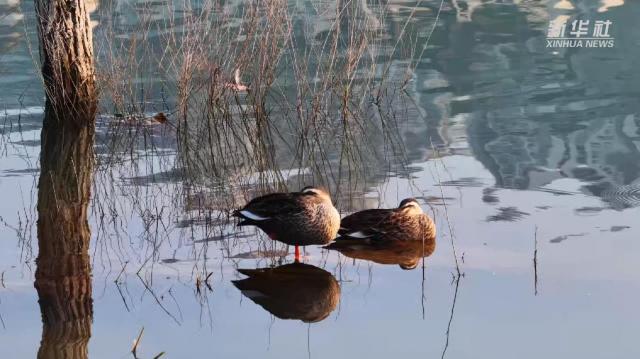 秀我中国｜重庆忠县：碧水澄澈 水鸟翔集