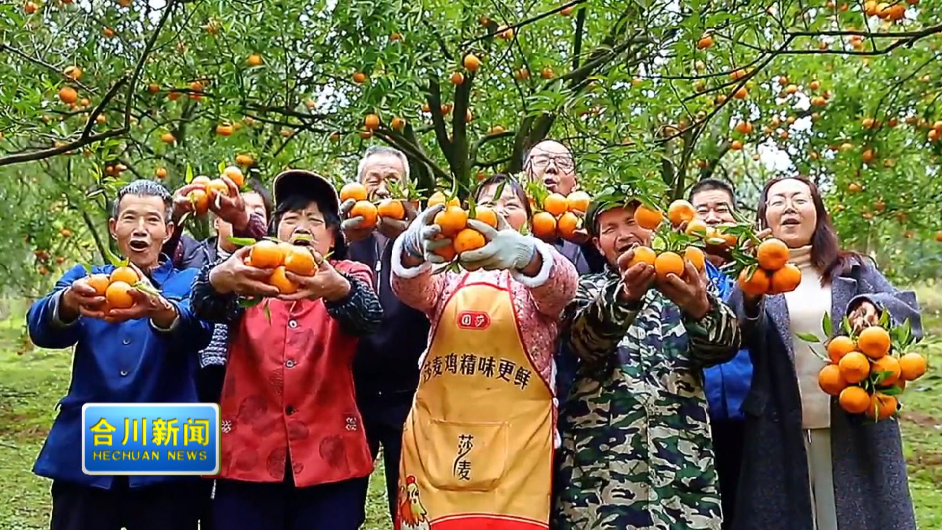 官渡镇：橘香兆丰年 村民笑开颜