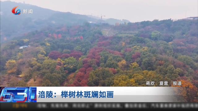 涪陵 榉树林斑斓如画