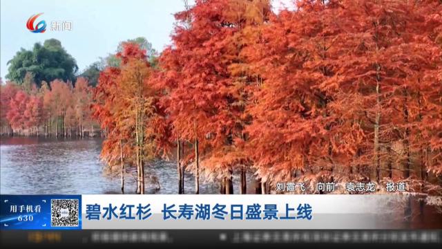 碧水红杉 长寿湖冬日盛景上线