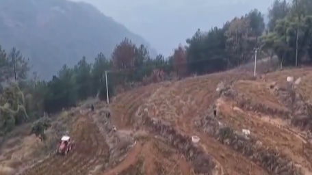 【重庆云阳】“地空协同”采收红薯 节约60%人工成本