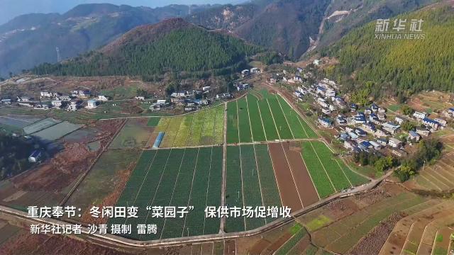 央媒看重庆｜重庆奉节：冬闲田变“菜园子”保供市场促增收