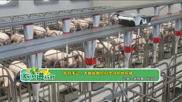 【农科进行时】告别手记！大数据教你科学守护地方猪