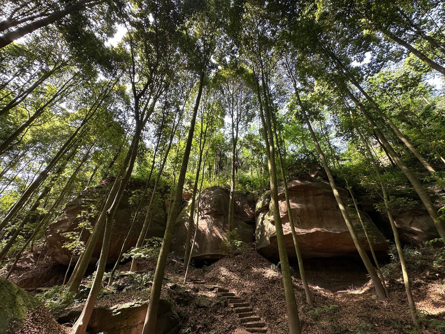 川渝携手：跨省域村庄规划共筑金丝楠木林乡村振兴梦
