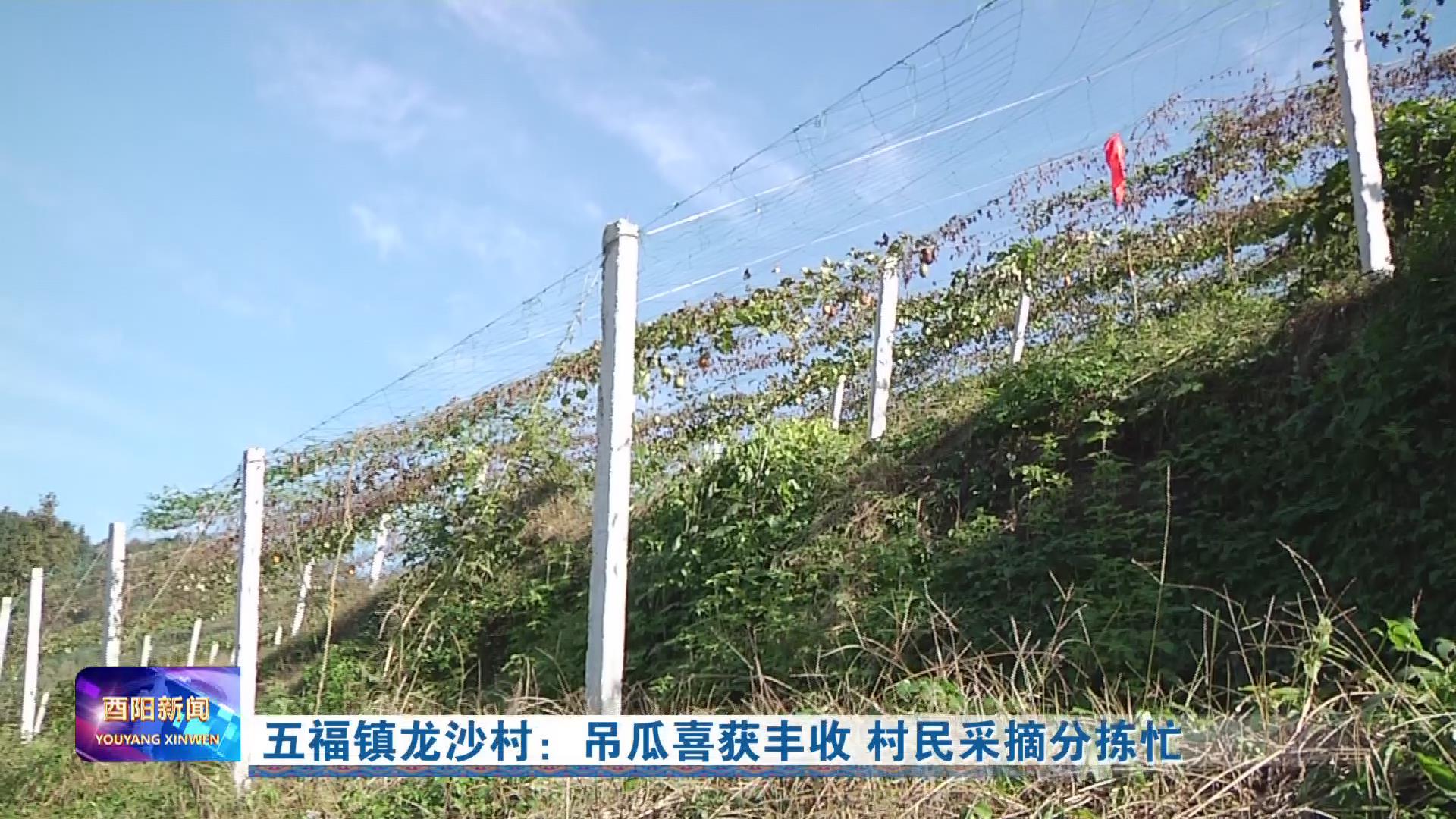 五福镇龙沙村：吊瓜喜获丰收 村民采摘分拣忙