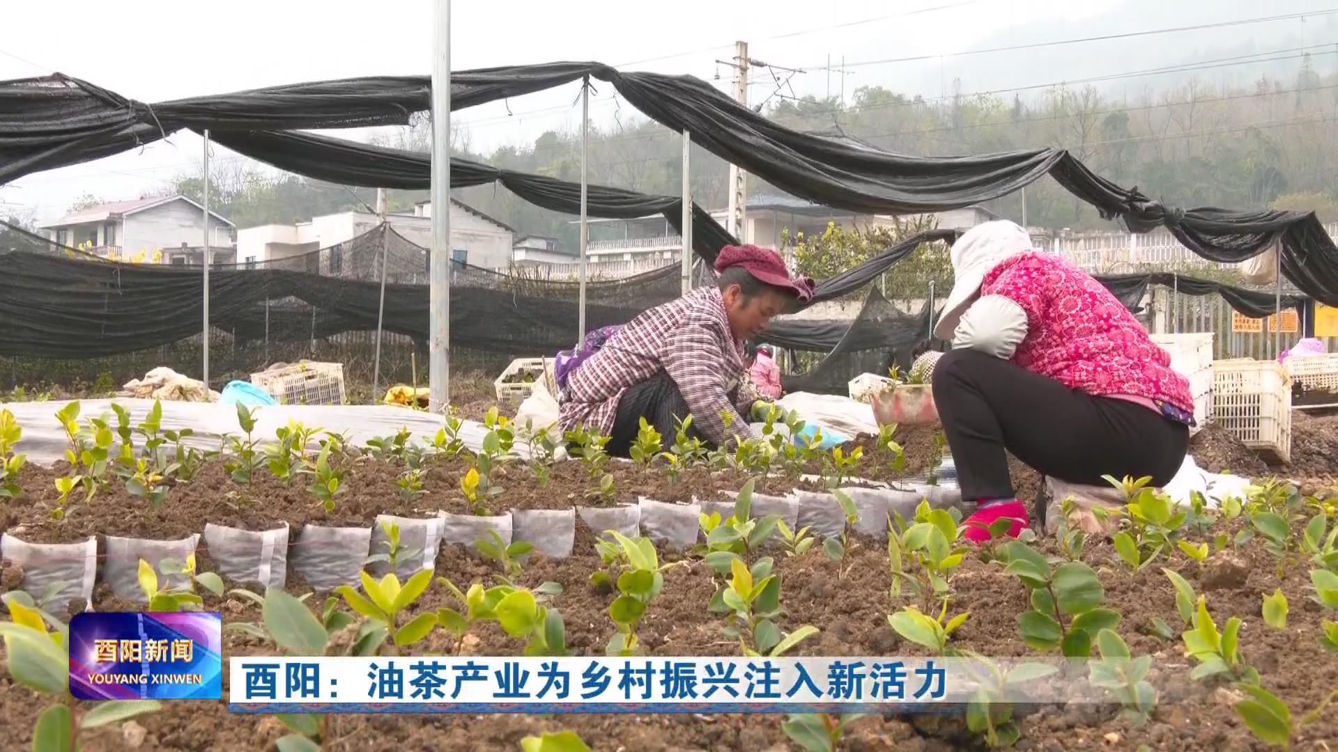 酉阳：油茶产业为乡村振兴注入新活力