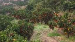 【新闻直播间】今日小寒 重庆云阳 33万亩柑橘陆续成熟 丰收满筐