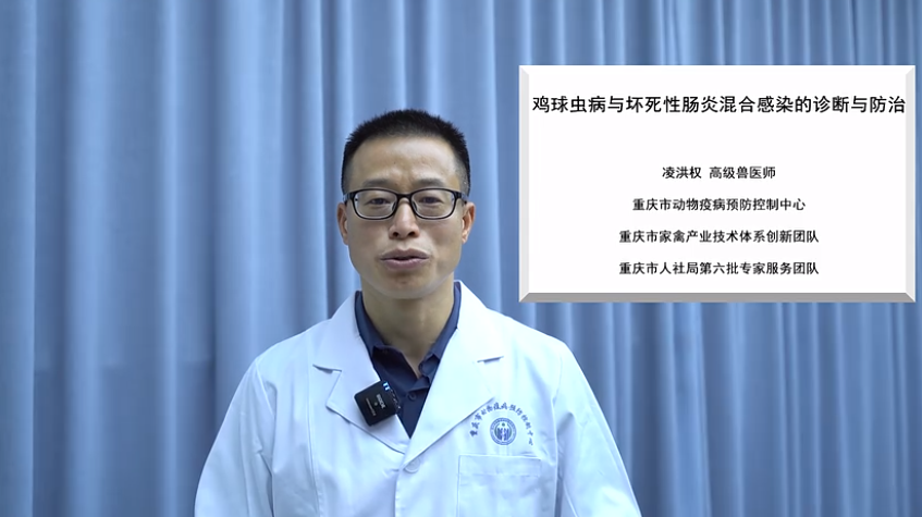 【农技慕课】《鸡球虫病与坏死性肠炎混合感染的诊断与防治》