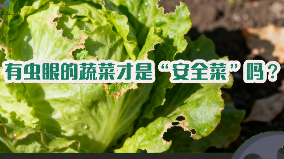 有虫眼的蔬菜才是“安全菜”吗？