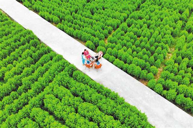 酉阳青蒿 攥紧“种源芯片”产业全链开花