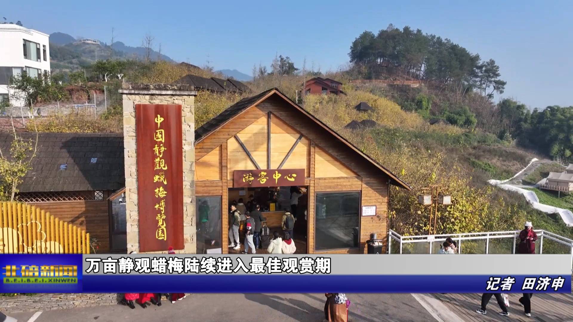 万亩静观蜡梅陆续进入最佳观赏期