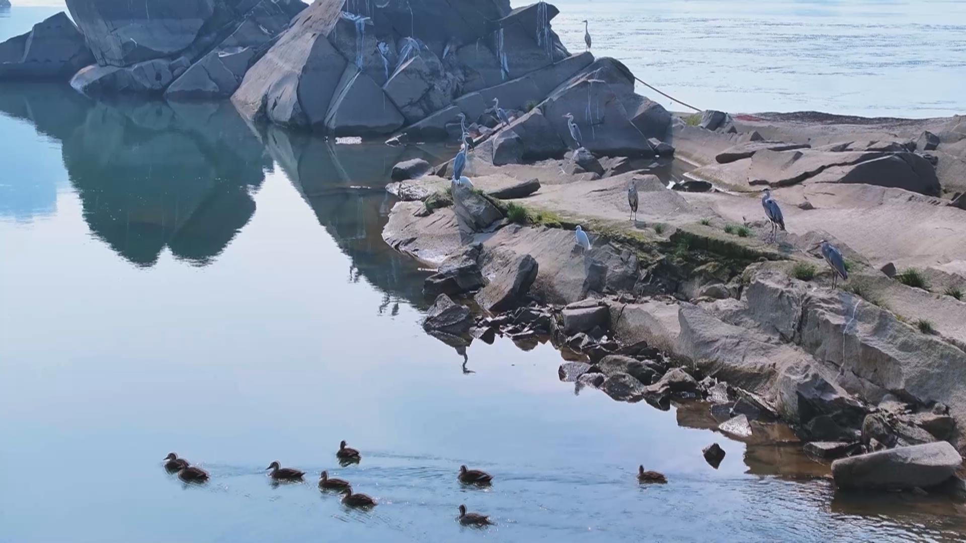 野鸭鹭鸟共舞 见证长江十年生态蝶变