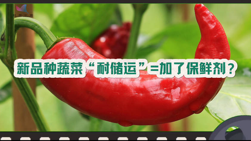 新品种蔬菜“耐储运”，是因为加了保险剂？