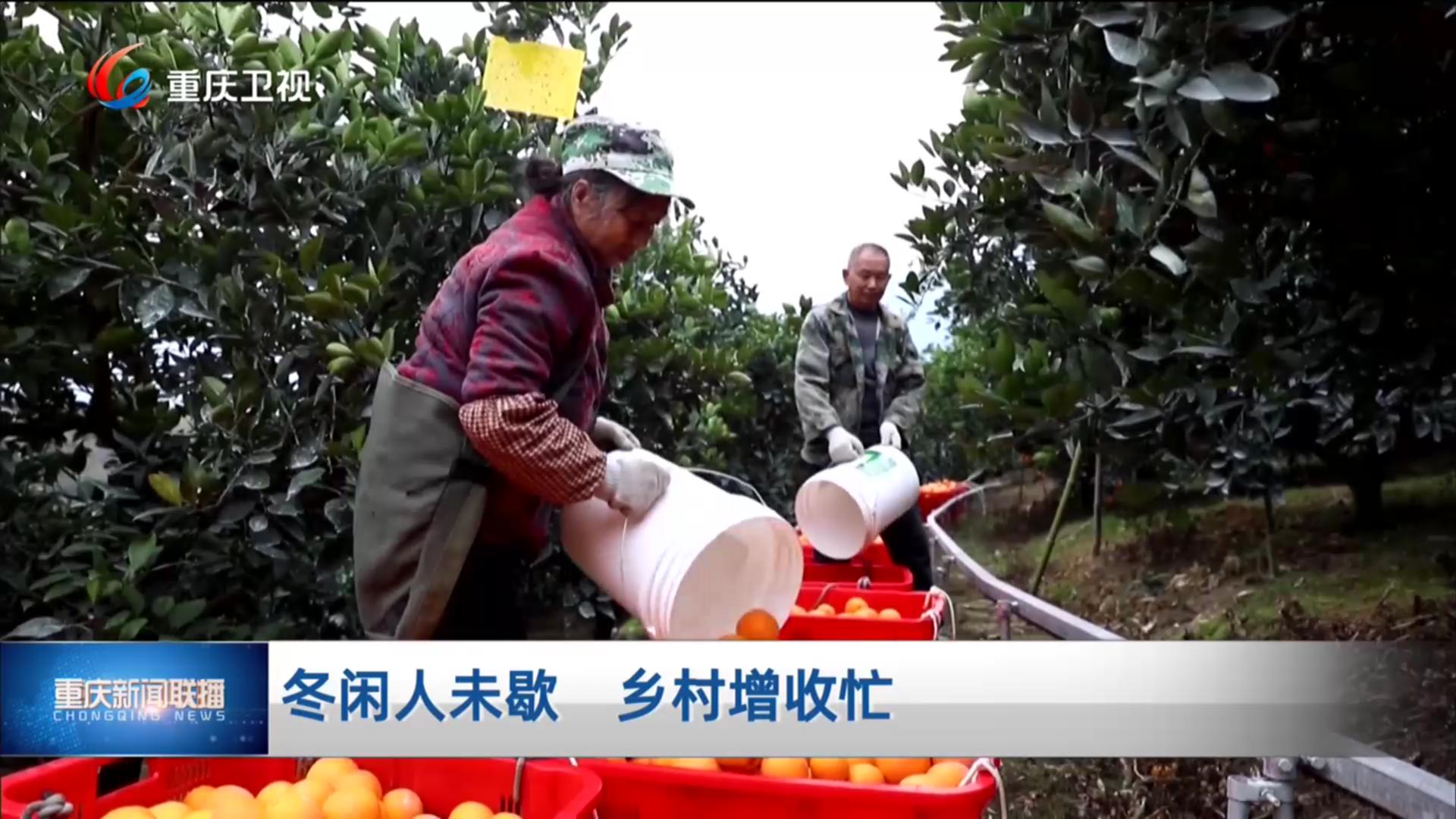 冬闲人未歇 乡村增收忙