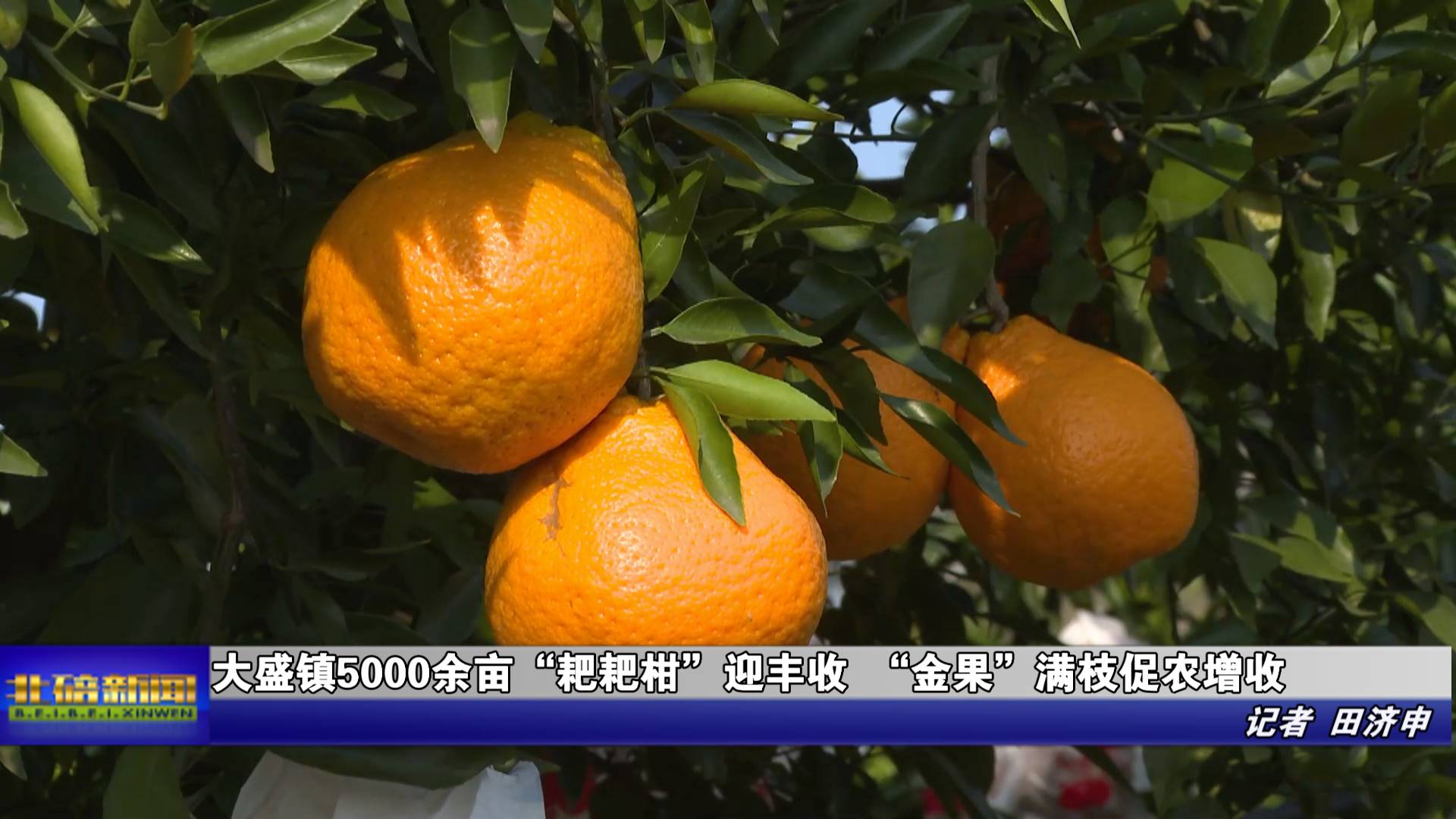 大盛镇5000余亩“耙耙柑”迎丰收 “金果”满枝促农增收