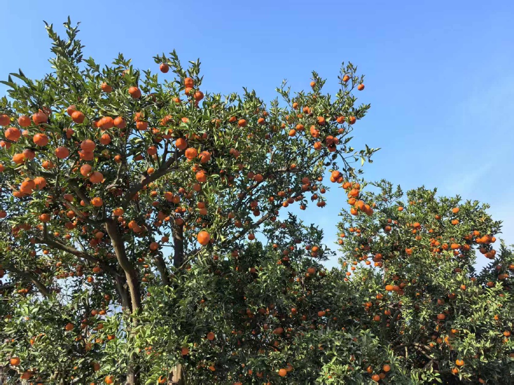 万州：“丰”景这边独好，古红桔硕果满枝采摘忙