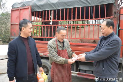 武隆平桥镇：“订单式”养土猪 预计带动低收入群体收入超100万元