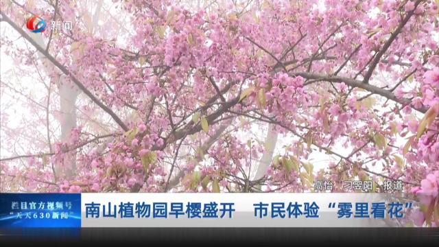 南山植物园早樱盛开 市民体验“雾里看花”