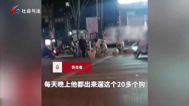 二十只“狗队”夜巡街头 养犬新规亮剑护安全