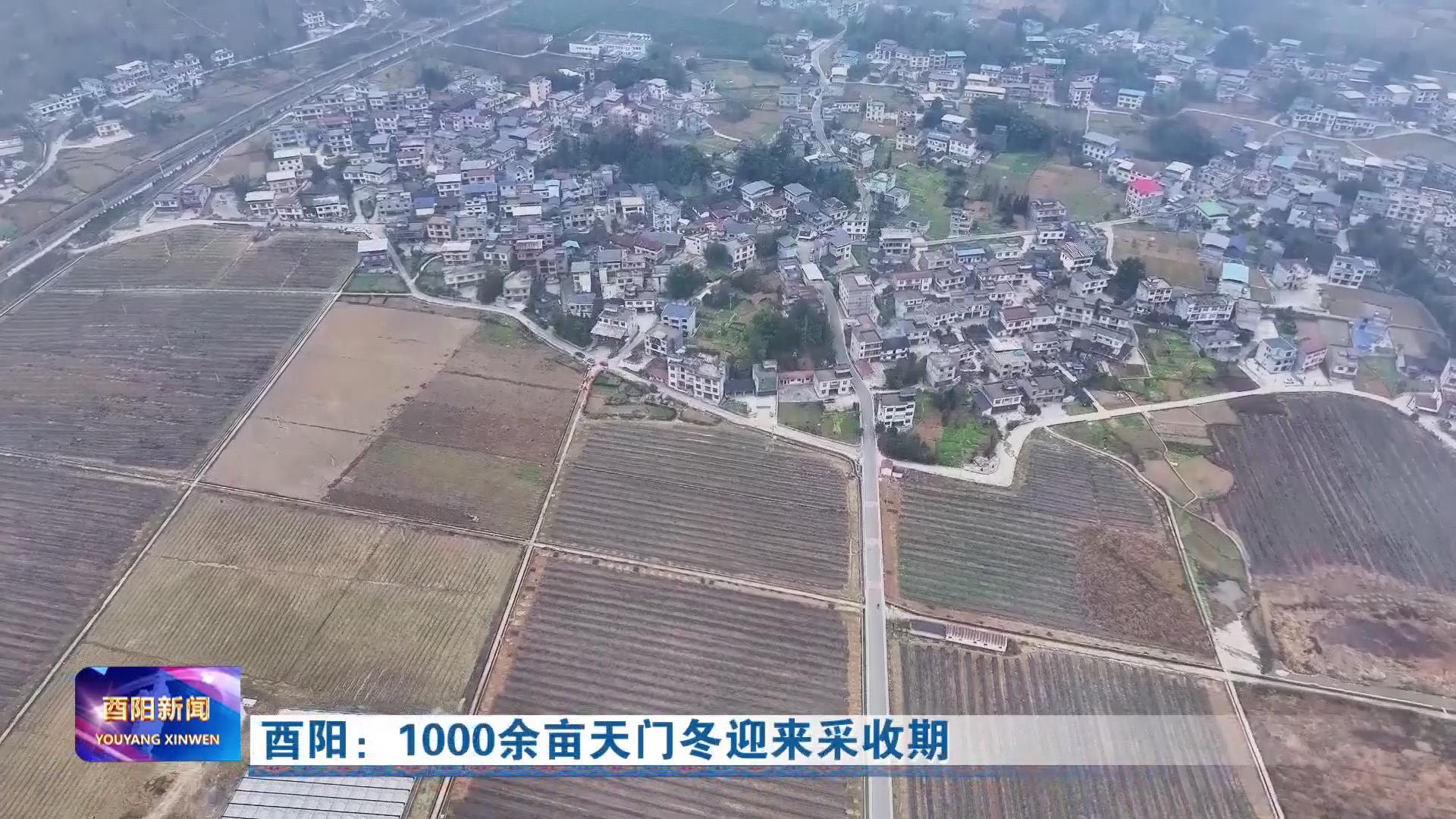 酉阳：1000余亩天门冬迎来采收期
