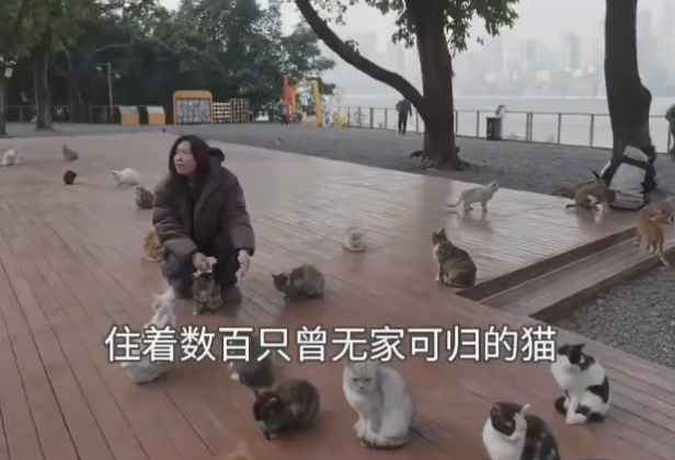 秀我中国｜重庆3万平米流浪猫公园：既是流浪猫的归宿，又是人类的心灵驿站