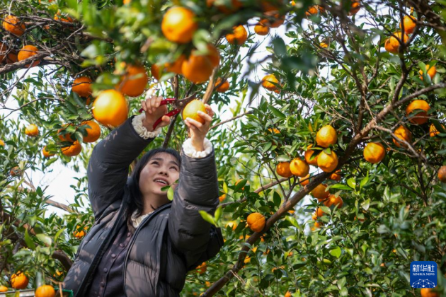 重庆黔江：柑橘迎丰收