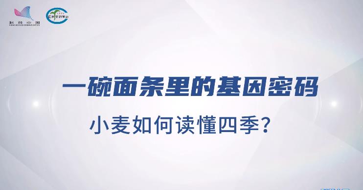一碗面条里的基因密码:小麦如何读懂四季
