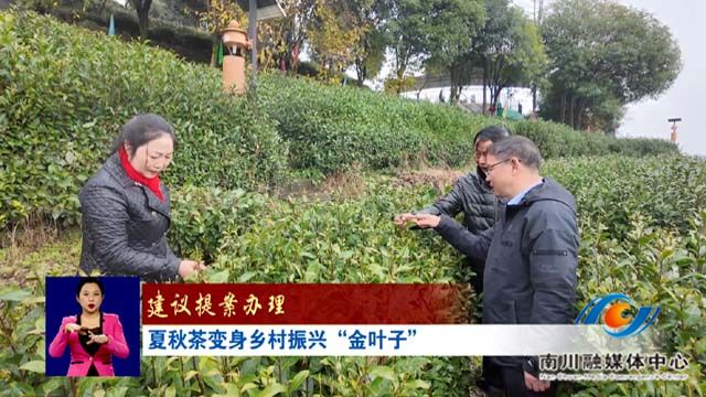 《建议提案办理》 夏秋茶变身乡村振兴“金叶子”