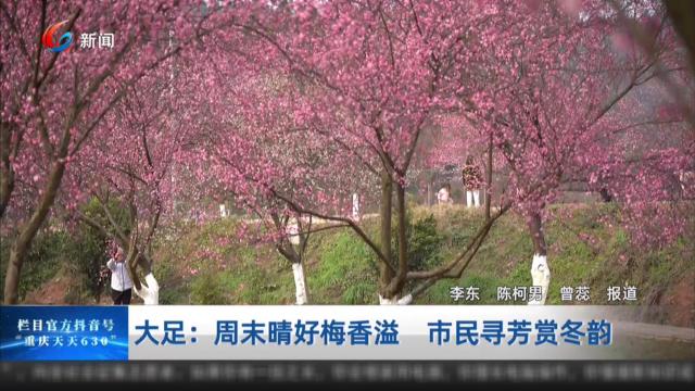 大足：周末晴好梅香溢 市民寻芳赏冬韵