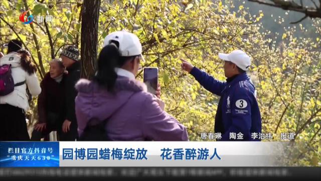 园博园蜡梅绽放 花香醉游人